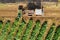 Aerial image of rows of ripe Artichokes in a field.