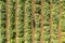 Aerial image of rows of ripe Artichokes in a field.