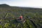 Aerial image showing typical vineyard culture viticulture landscape of Pico Island at CriaÃ§Ã£o Velha and CandelÃ¡ria, Madalena