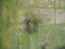 Aerial image Thai rice filed