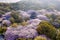 Aerial landscape of the spring cherry blossoms, in Wuxi Yuantouzhu, also named `Turtle Head Isle` in English