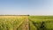 Aerial landscape of various crops slowly advancing above the country road, front view of the field. Recorded in 4k.