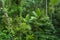 Aerial landscape view of Daintree National Park Queensland Australia