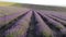 Aerial Lavender fields. Endless rows of blooming lavender fields on summer sunset time. Lavender Oil Production. Field