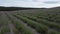 Aerial Lavender fields. Endless rows of blooming lavender fields on summer sunset time. Lavender Oil Production. Field