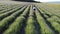 Aerial Lavender fields. Happy woman run in endless rows of blooming lavender fields on summer sunset time. Lavender Oil