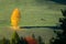 AERIAL: Lonely brown cow grazes near a beautiful yellow tree shedding its leaves