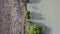 Aerial look down land clearing near mangrove tree