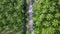 Aerial look down oil palm tree near small rural path