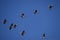 Aerial low angle shot of a flock of cranes flying in the air against the blue sky