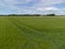 Aerial low aspect view of a barley field in the English countryside