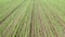 Aerial low flyback video over green wheat field. Young wheat in neat rows, Northern Sweden, Vasterbotten, Umea