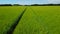 Aerial low level forward flying clip over a barley field in the English Countryside