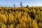 Aerial of lush wild boreal forest with Birch and Aspen trees during colorful autumn foliage in Estonian nature.