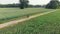 Aerial: man cycling along country road through cultivated fields and farmland, sunny day, eco friendly transportation on cycle lan