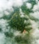 Aerial misty rainforest in Borneo