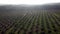 Aerial misty view of oil palm plantation