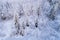 An aerial of a mixed boreal forest after a first snowfall