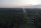 Aerial morning scene of the electric tower at palm oil agriculture farm