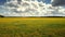 Aerial motion above dandelion meadow under summer sky