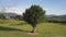 Aerial motion around tree on meadow near small town