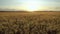 Aerial Motion Forward Over Yellow Ripe Ears Wheat Vast Agrarian Field At Sunset