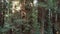 Aerial Moving Between Ancient Redwood Trees in California