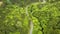 Aerial, New Zealand mountain road through fern forest