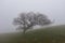 Aerial of Oak Tree and Fog in California