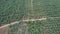 aerial olive fields