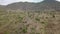 Aerial Over African Baobab Tree Tilt Down