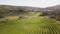 Aerial over grape vines and lush valley