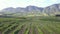 Aerial over grape vines and lush valley