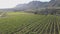 Aerial over grape vines and lush valley