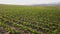 Aerial over grape vines on a wine farm