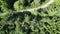 Aerial over pine trees with a narrow road under the sunlight and a lake in the background