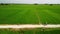 Aerial over rice fields with Vietnamese farmer riding bicycle on dirt pathway.