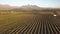 Aerial over rows of grape vines, Stellenbosch, South Africa