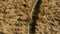 Aerial overhead view tracking shot of an athletic man cycling fast along the field path