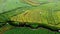 Aerial panorama of agrarian rice fields landscape