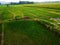 aerial panorama of agrarian rice fields landscape like a terraced rice fields ubud Bali Indonesia