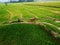 aerial panorama of agrarian rice fields landscape like a terraced rice fields ubud Bali Indonesia