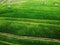 aerial panorama of agrarian rice fields landscape like a terraced rice fields ubud Bali Indonesia