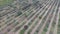 Aerial panorama - autumn apple orchard