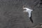 Aerial panorama of flying australasian gannet in evening summer light, his white plumage making a beautiful contrast with the wet