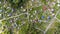 Aerial panorama of houses of Russian old summer cottage village in summer