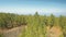 Aerial panorama of the Pine forest on a volcanic island