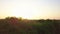 Aerial panoramic video from the drone at sunset in the summer evening from the tops of the trees to agricultural field