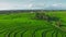 Aerial panoramic view of Bright green sunlit rice fields in beautiful geometric pattern. Agricultural background. Paddy