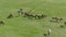 Aerial panoramic view of a herd of young horses grazing on a green meadow